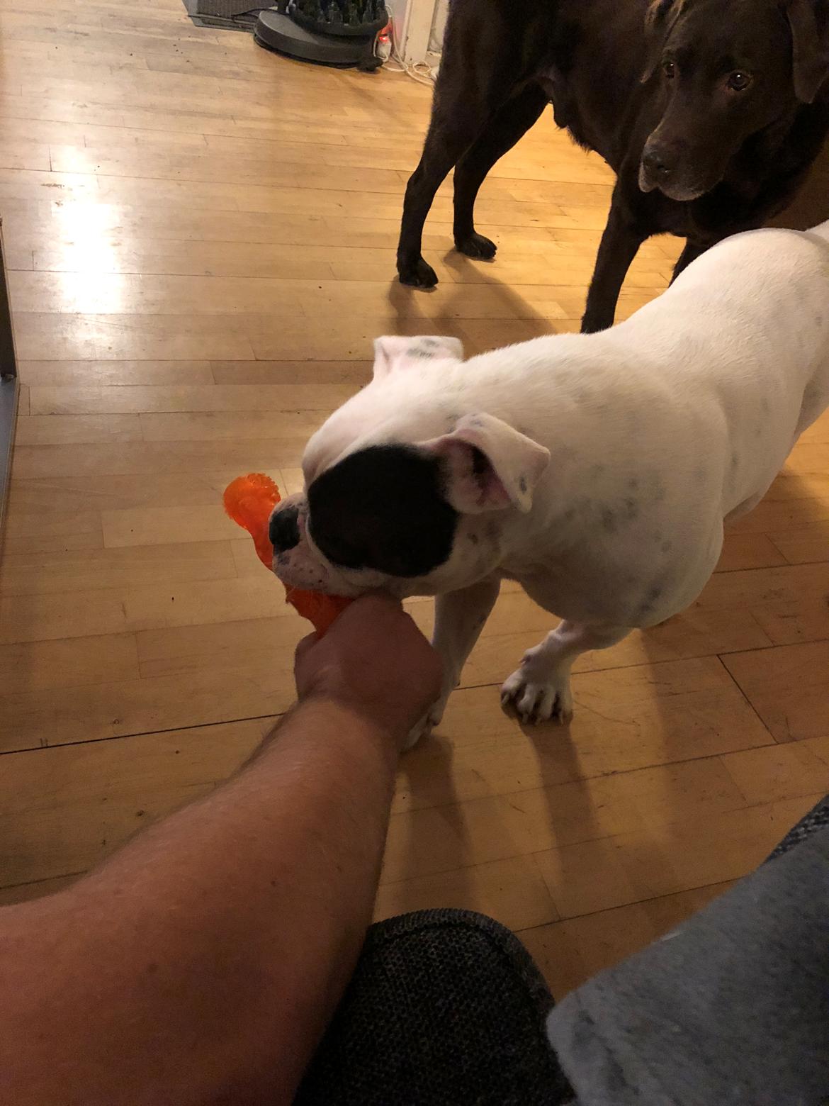 Olde english bulldogge Bulltoks chyna billede 2