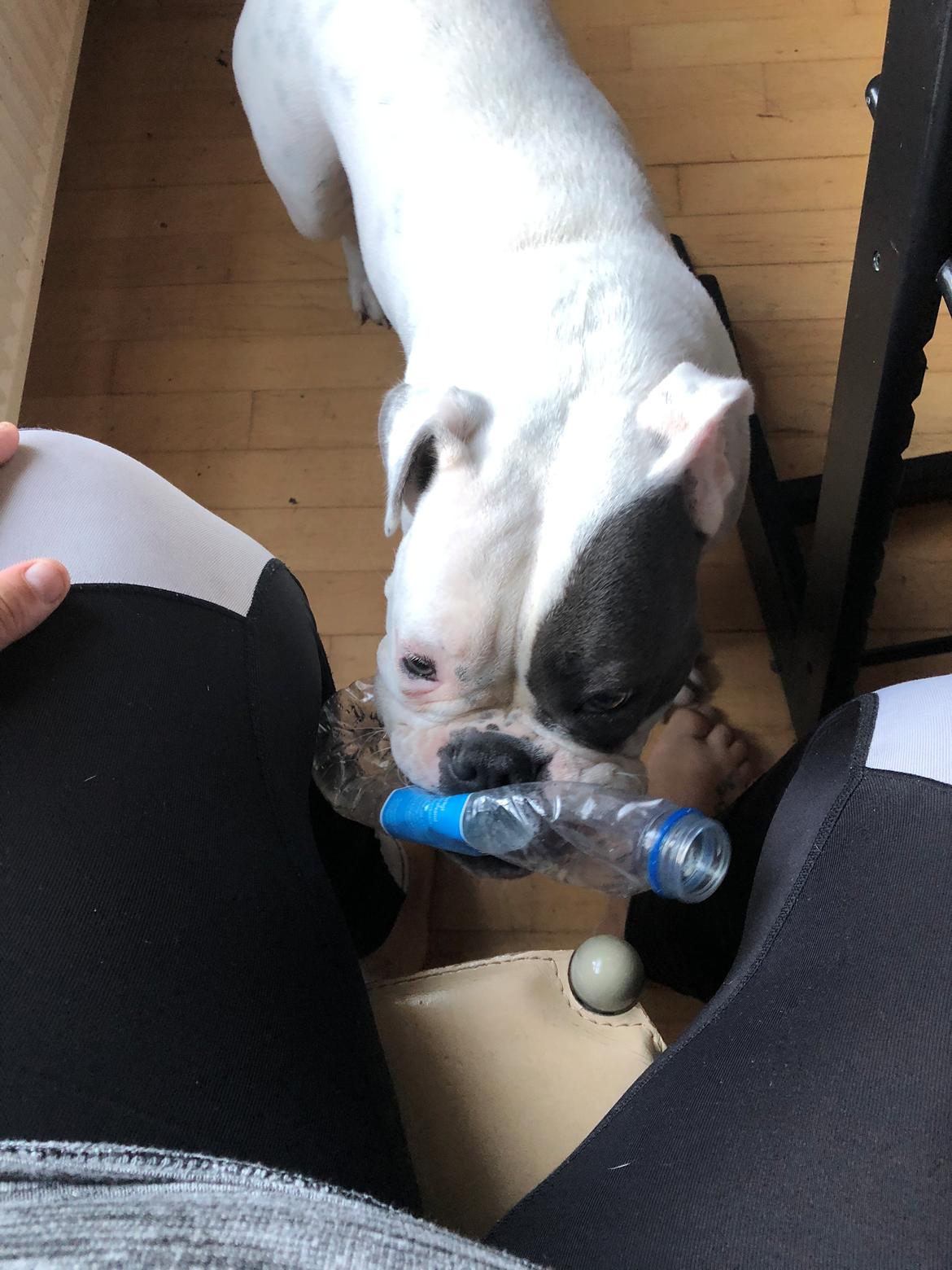 Olde english bulldogge Bulltoks chyna billede 5