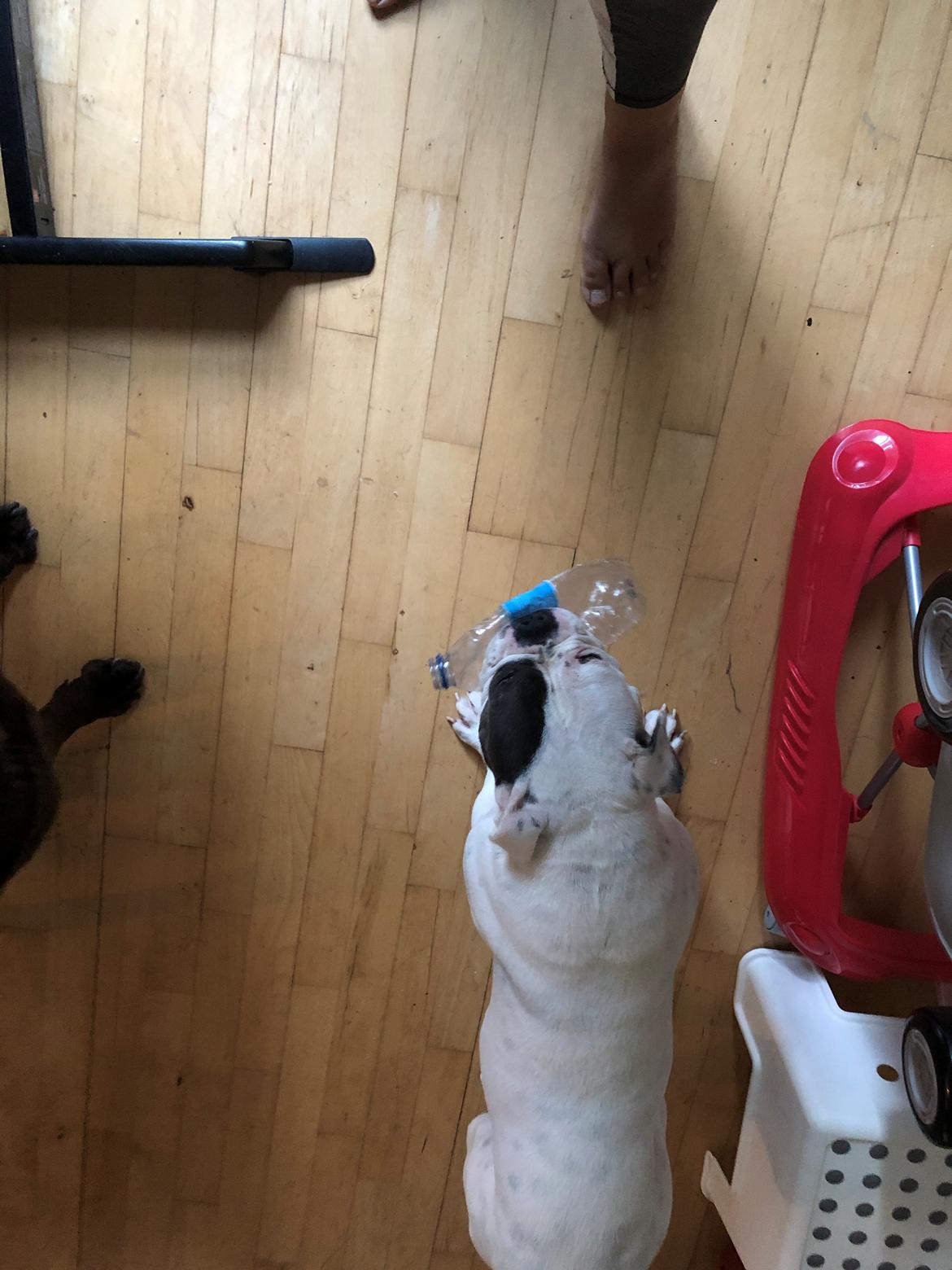 Olde english bulldogge Bulltoks chyna billede 3