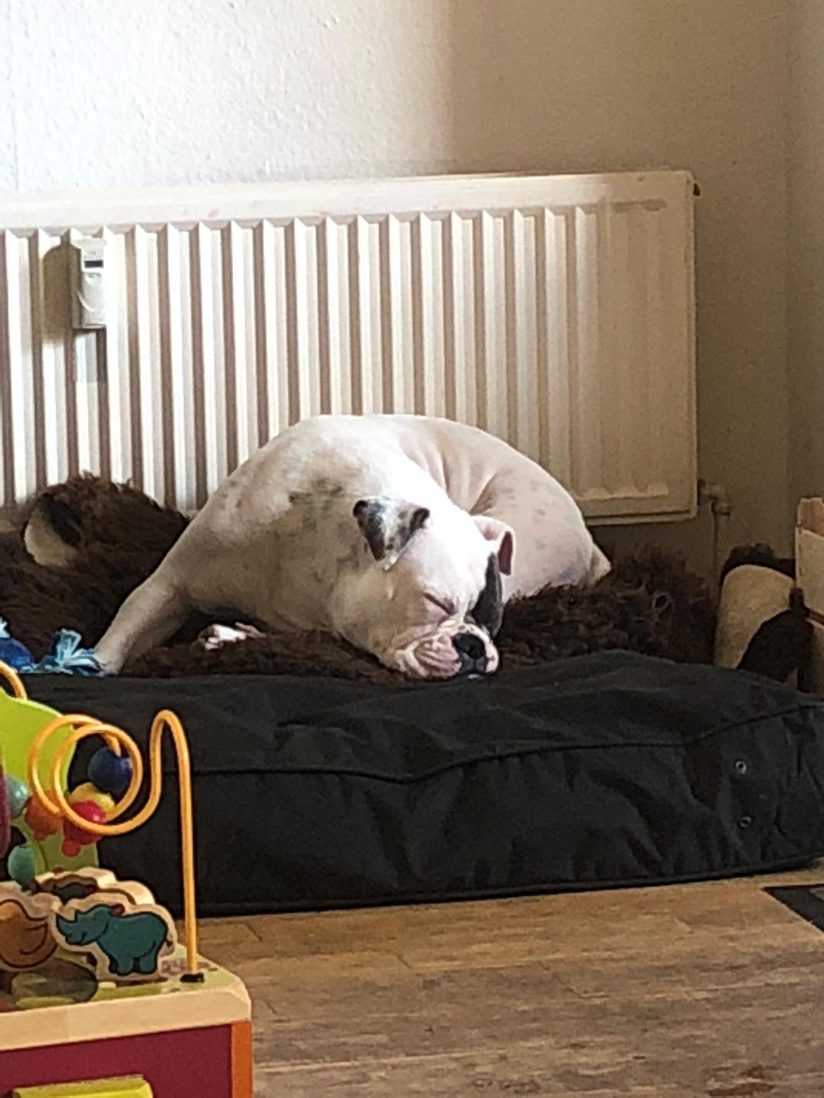 Olde english bulldogge Bulltoks chyna billede 4