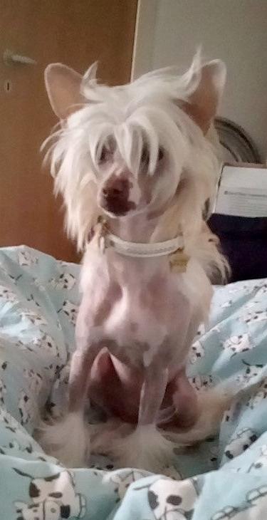 Chinese crested hårløs Zico Stella (Hottie Tot's Foxie Flash) billede 20
