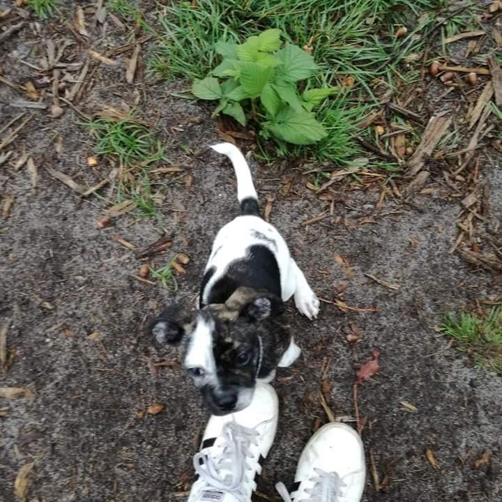 Blanding af racer Charlie - Mor tag mig op billede 1