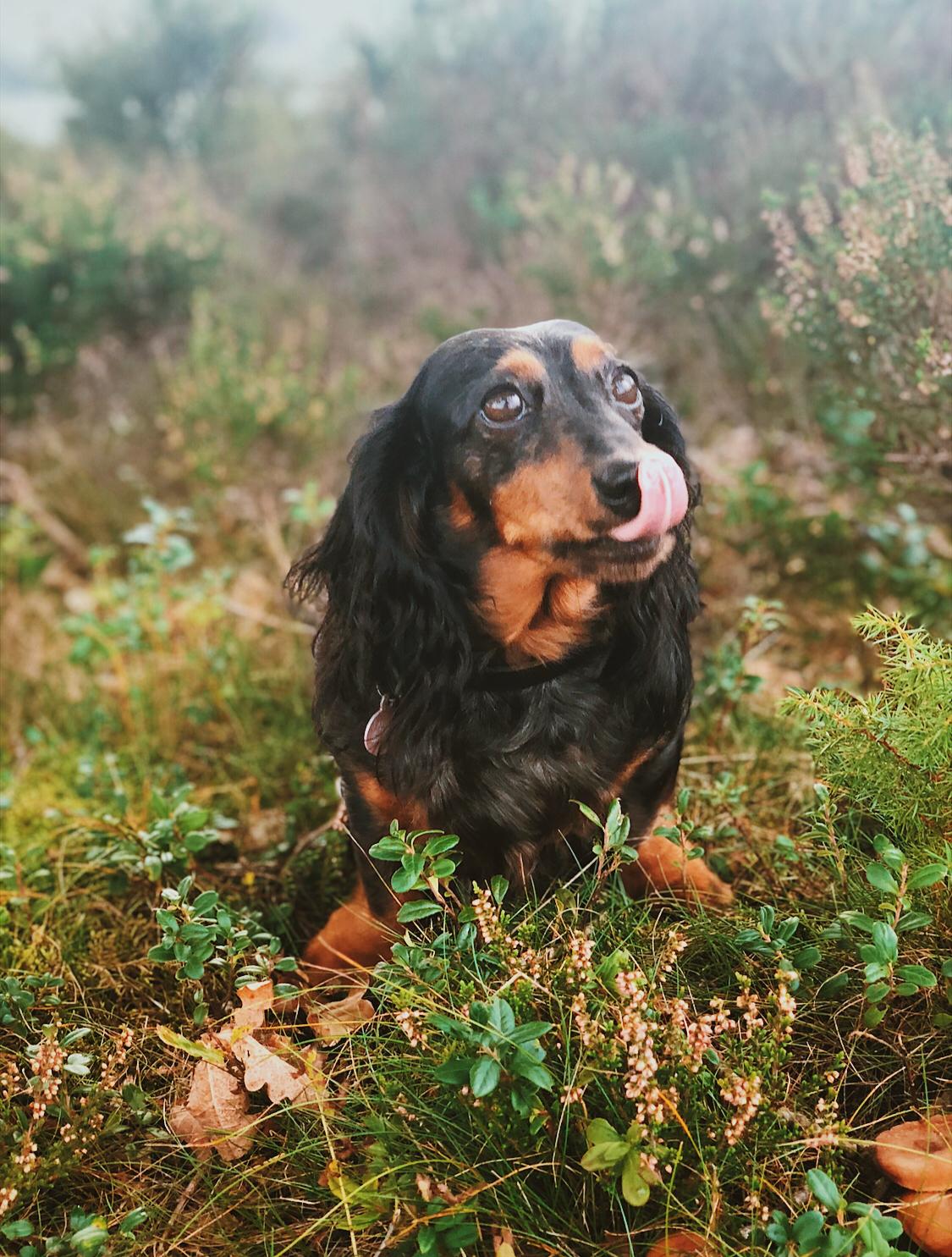 Dværggravhund Sveske billede 10