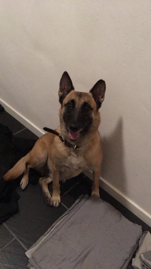 Malinois Bianca billede 2