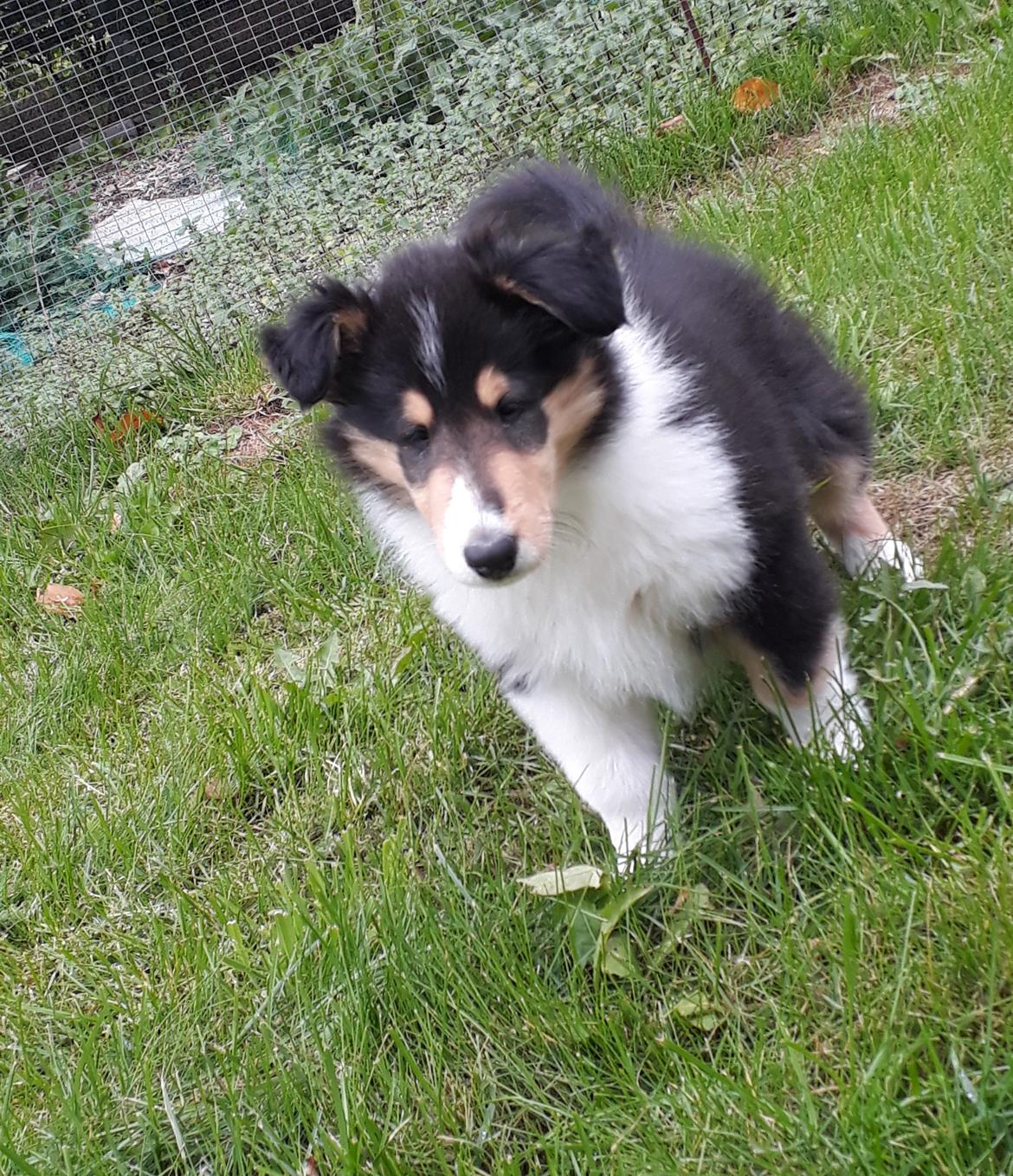 Collie langhåret Lassies Oh What An Onyx (Himmelhund) billede 1