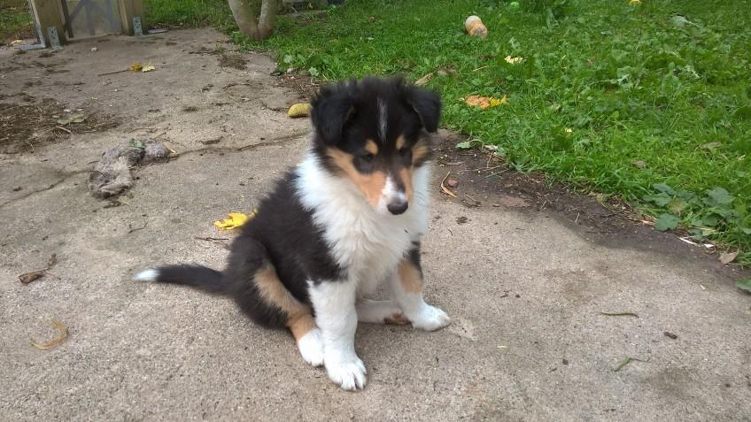 Collie langhåret Lassies Oh What An Onyx (Himmelhund) billede 2