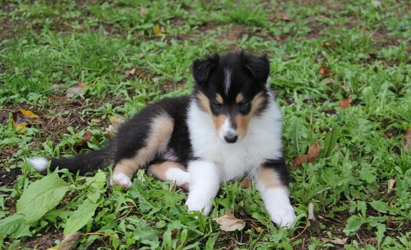 Collie langhåret Lassies Oh What An Onyx (Himmelhund) billede 3