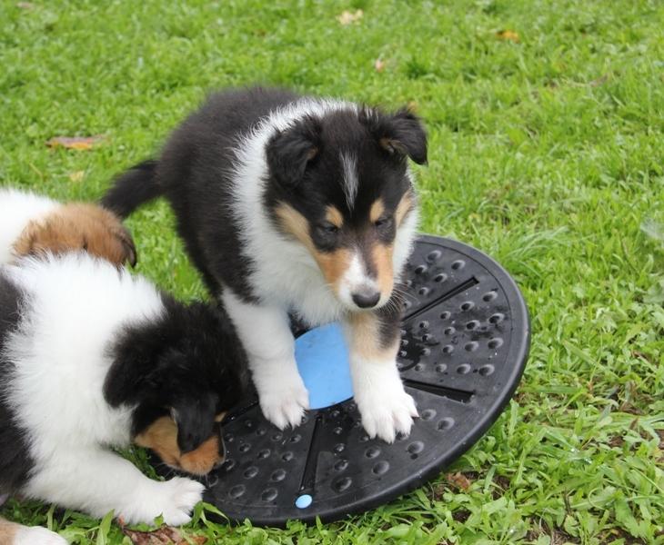 Collie langhåret Lassies Oh What An Onyx (Himmelhund) billede 4