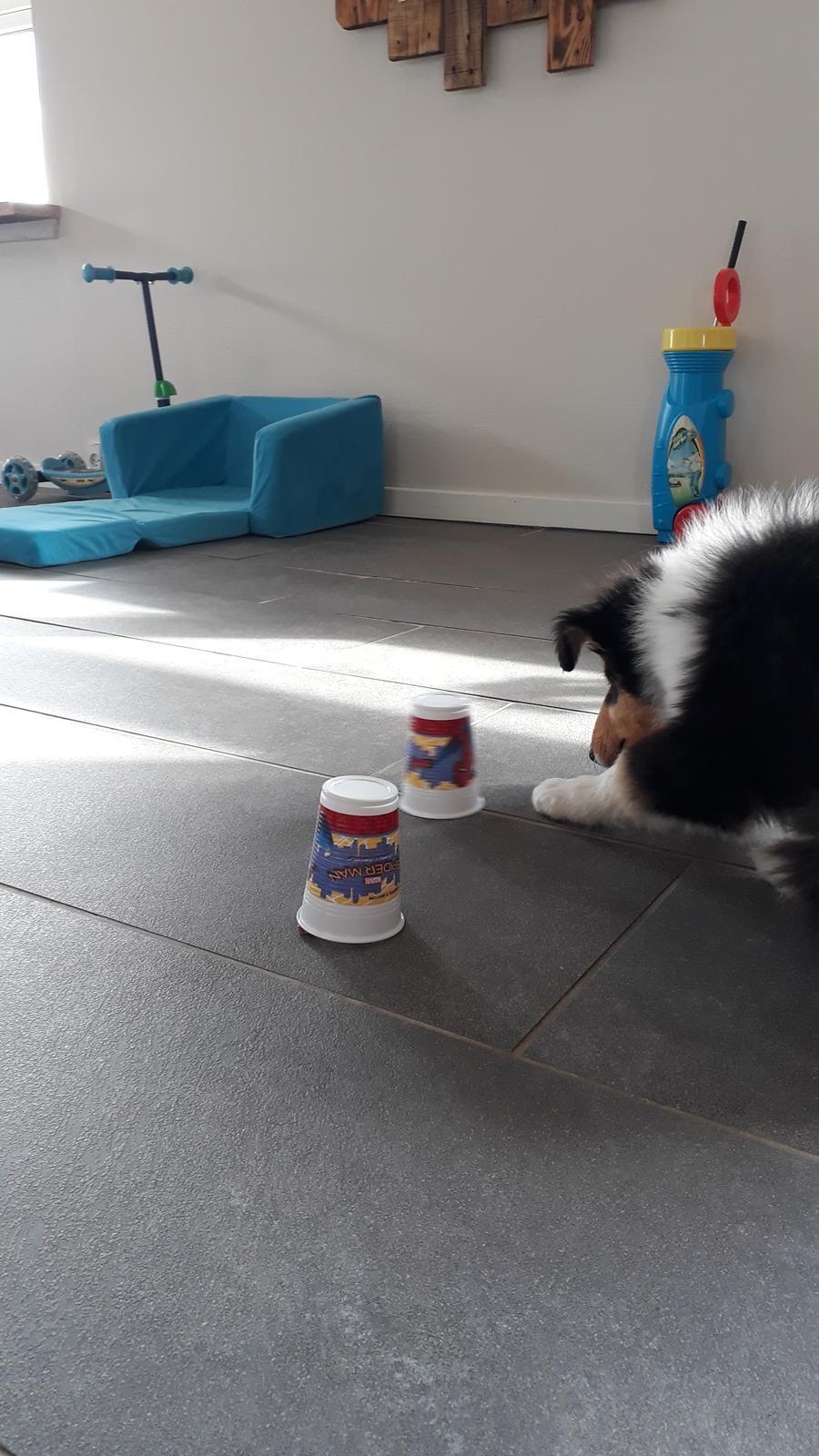 Collie langhåret Lassies Oh What An Onyx (Himmelhund) billede 6