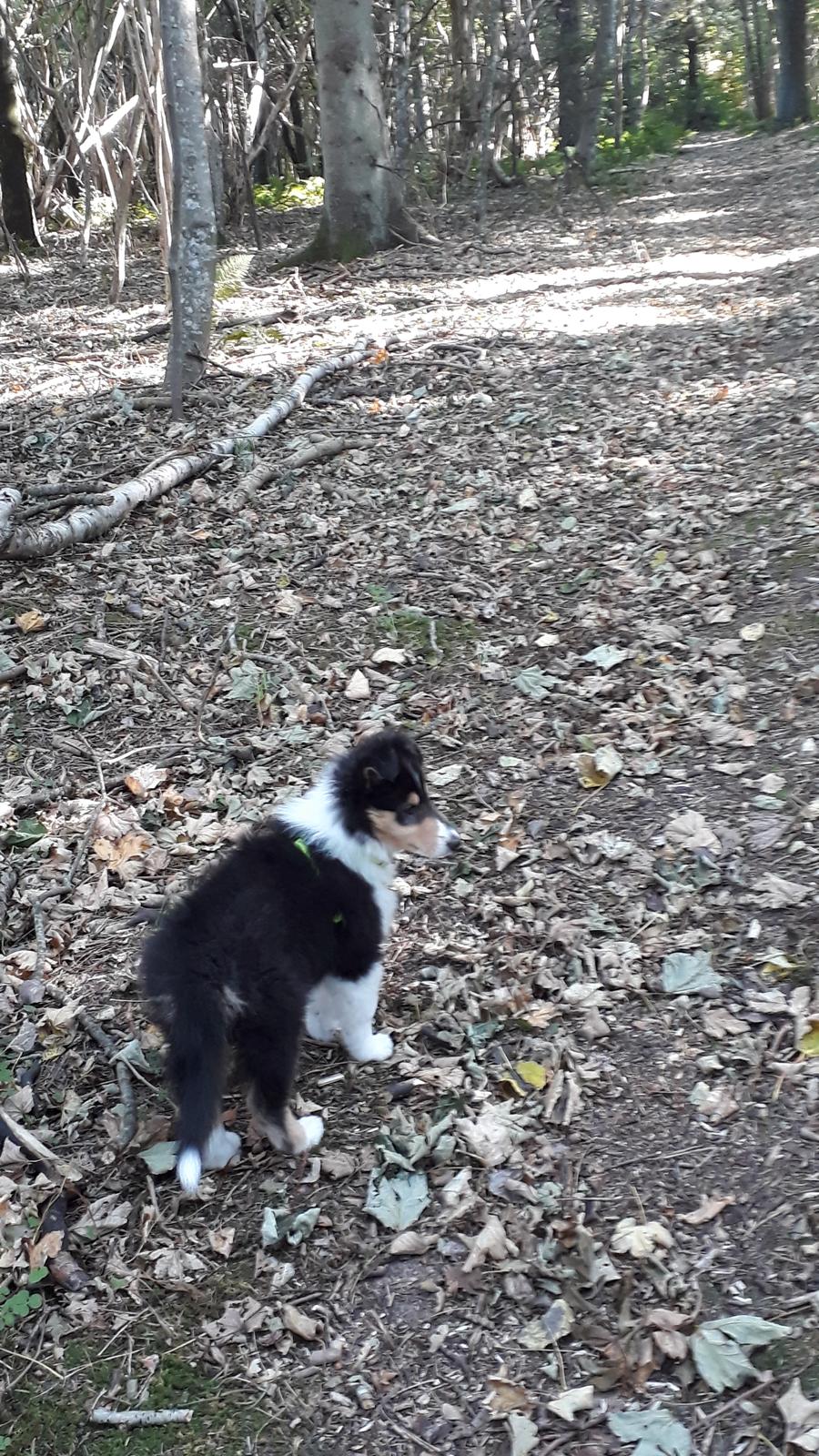 Collie langhåret Lassies Oh What An Onyx (Himmelhund) billede 7