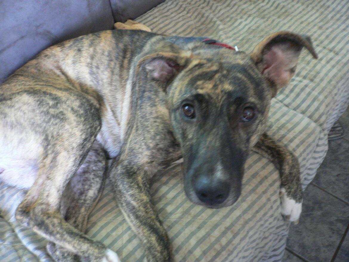 Blanding af racer Sitter billede 11