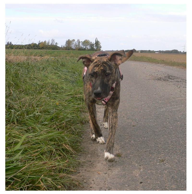 Blanding af racer Sitter billede 12