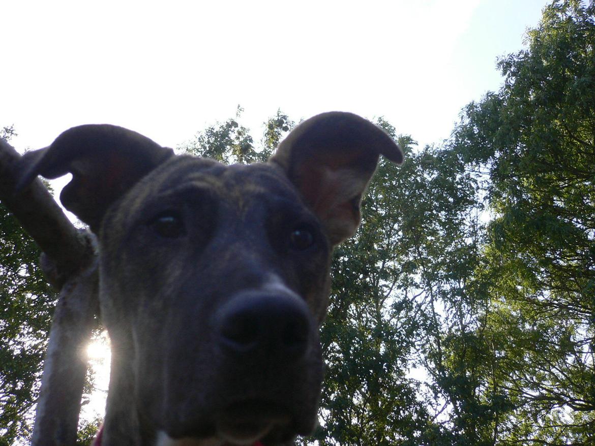 Blanding af racer Sitter billede 13