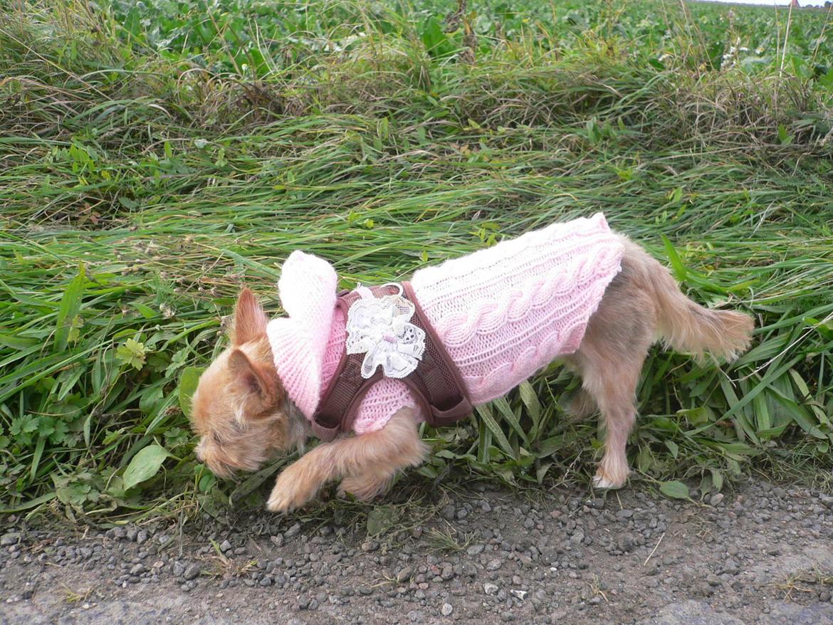 Blanding af racer Susy billede 13