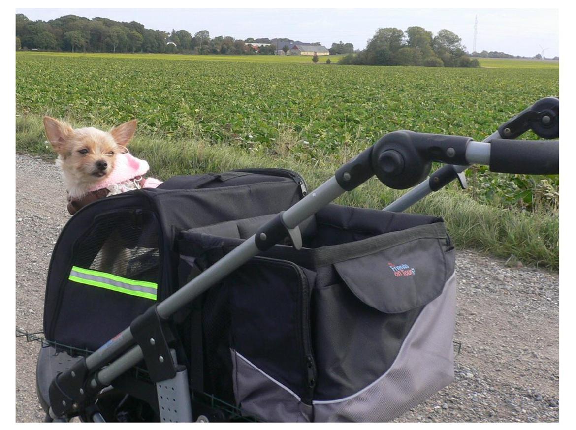 Blanding af racer Susy billede 14