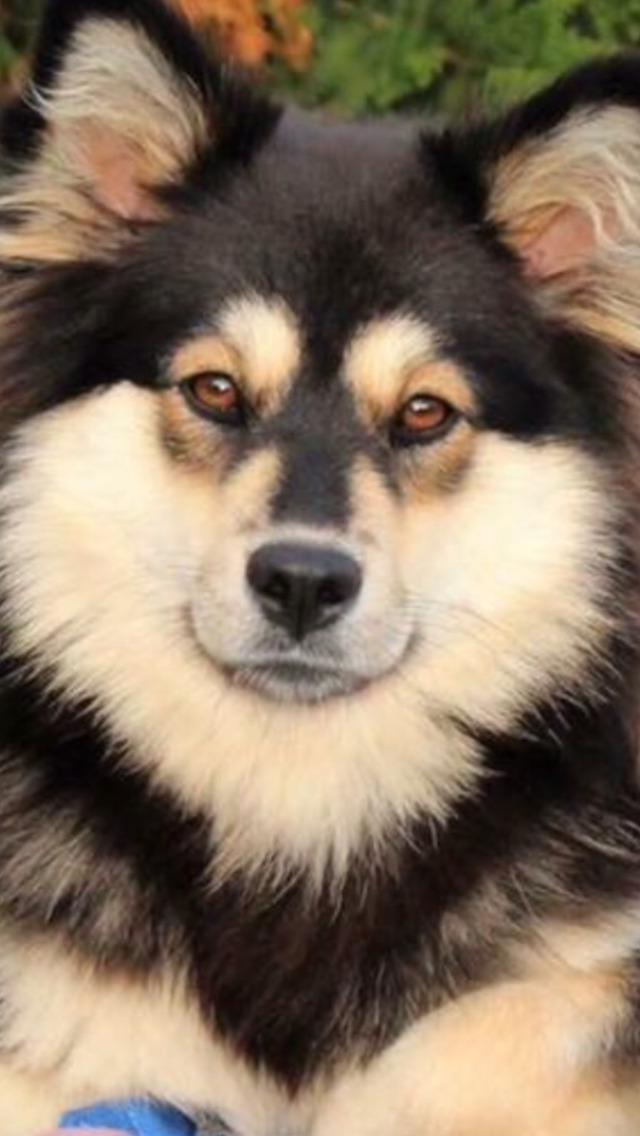 Finsk lapphund Holly billede 1