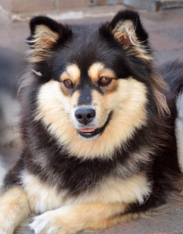 Finsk lapphund Holly billede 2