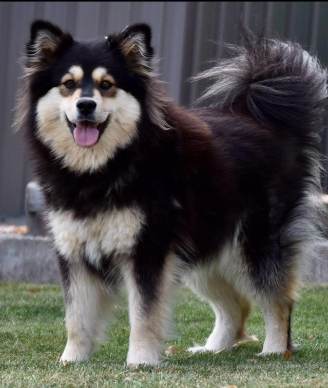 Finsk lapphund Holly billede 4
