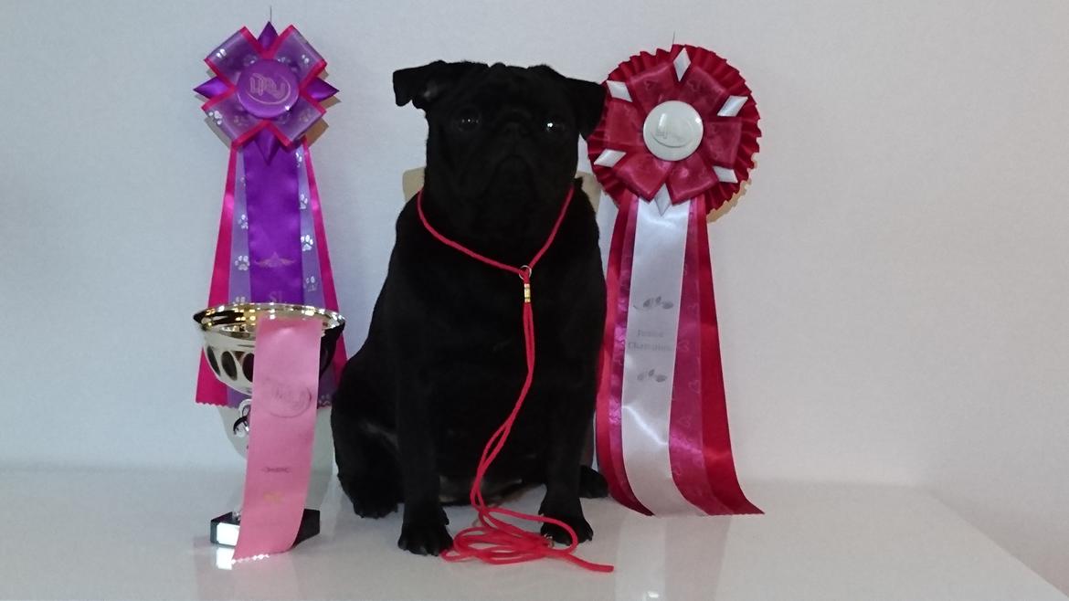 Mops Jeaken's Black Eya - Her i vinteren 2018 blev Eya Champion billede 1