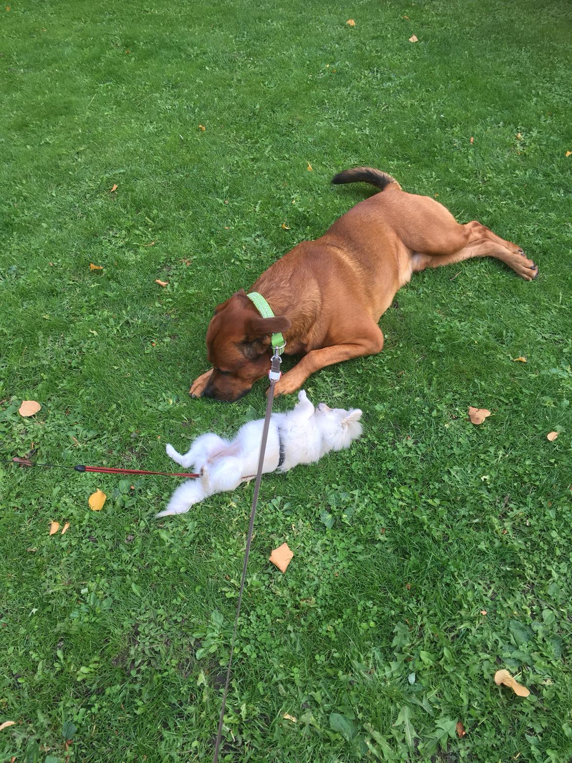 Blanding af racer Arnold Arnolde Nold Nolde billede 37