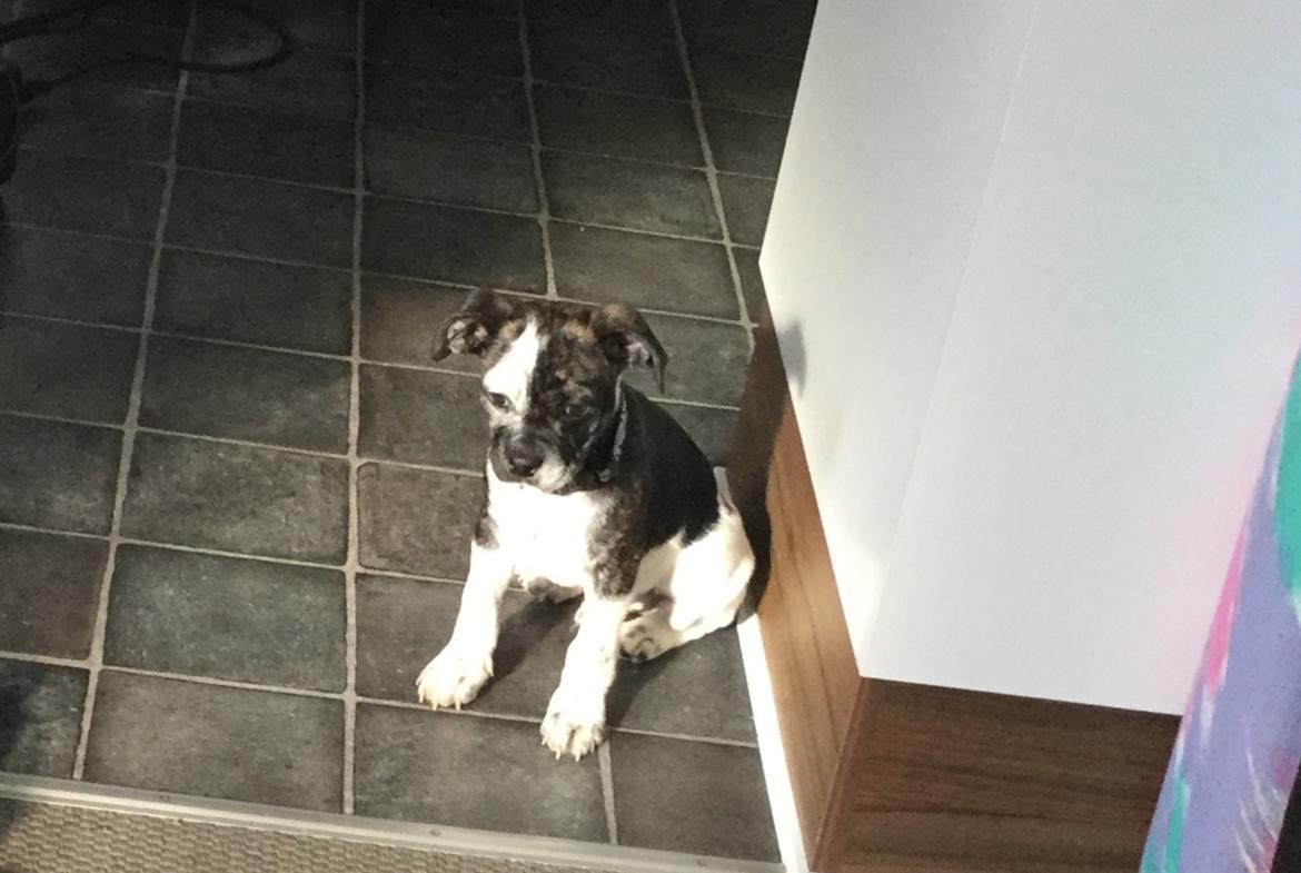 Blanding af racer Charlie billede 2