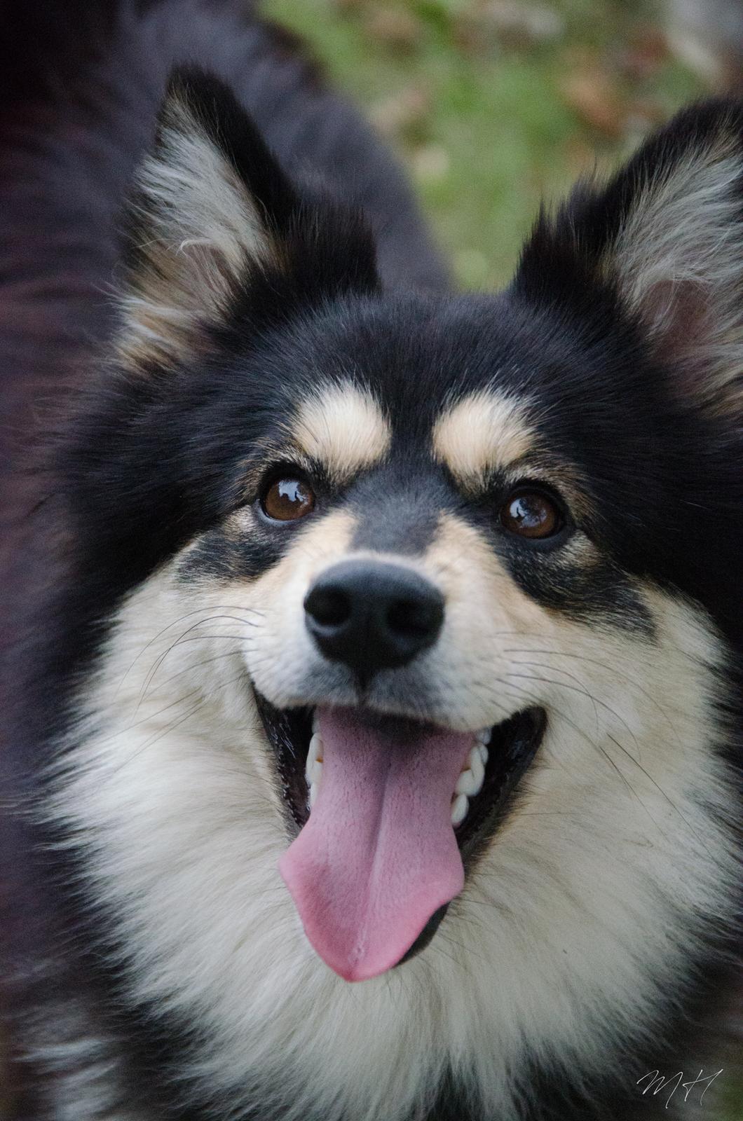 Finsk lapphund NJV17 Lapinkaunis Milady de Winter billede 1