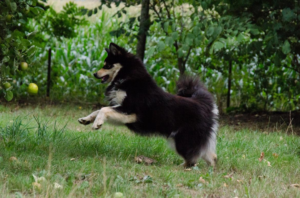 Finsk lapphund NJV17 Lapinkaunis Milady de Winter billede 3