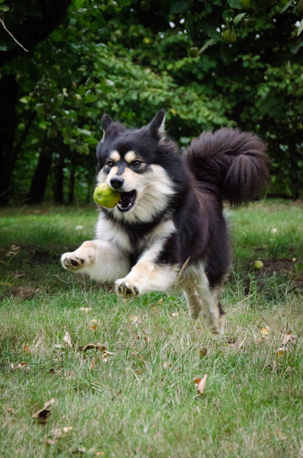 Finsk lapphund NJV17 Lapinkaunis Milady de Winter billede 4