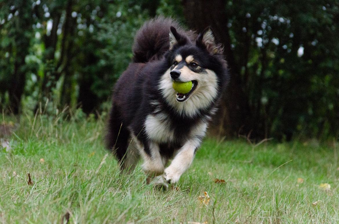 Finsk lapphund NJV17 Lapinkaunis Milady de Winter billede 5