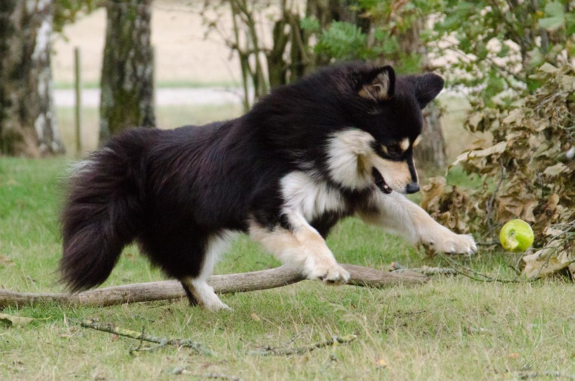 Finsk lapphund NJV17 Lapinkaunis Milady de Winter billede 6