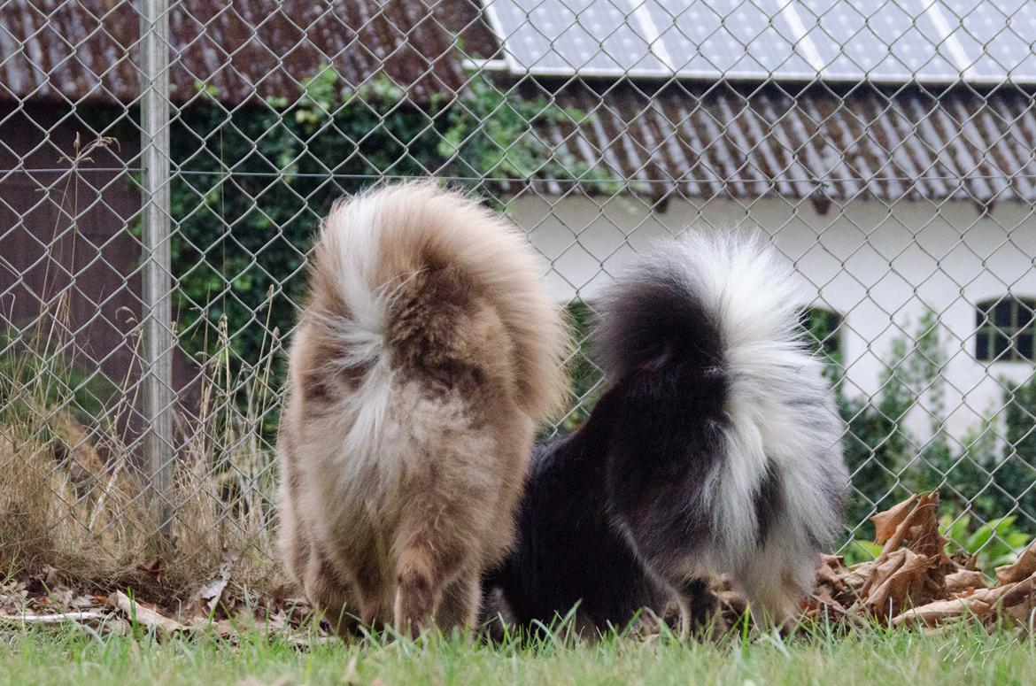 Finsk lapphund NJV17 Lapinkaunis Milady de Winter - Når enden er god.... billede 2