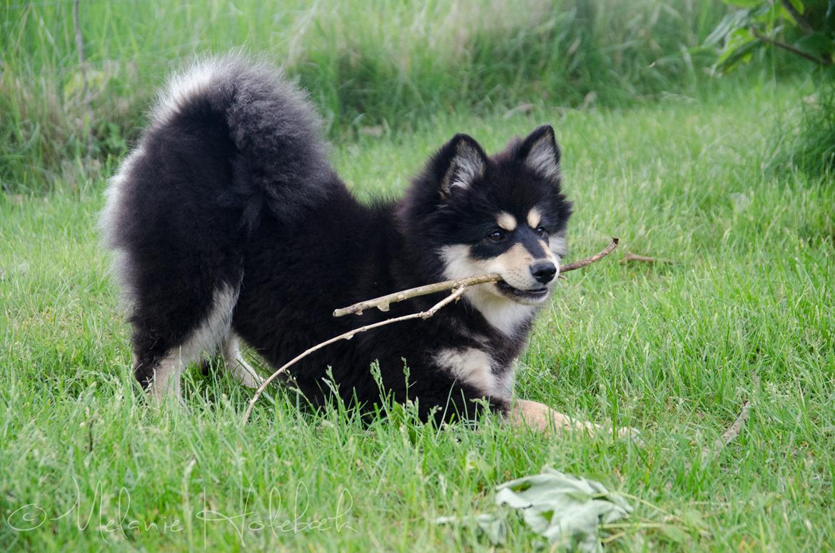 Finsk lapphund NJV17 Lapinkaunis Milady de Winter billede 7