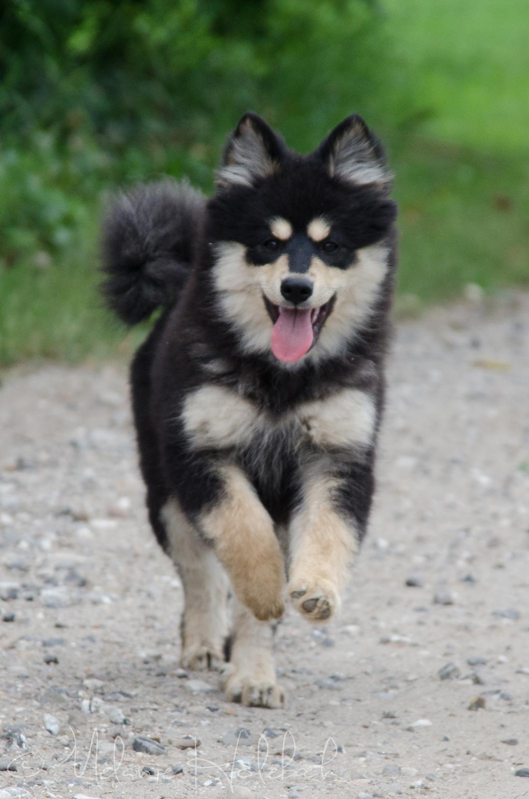 Finsk lapphund NJV17 Lapinkaunis Milady de Winter billede 8
