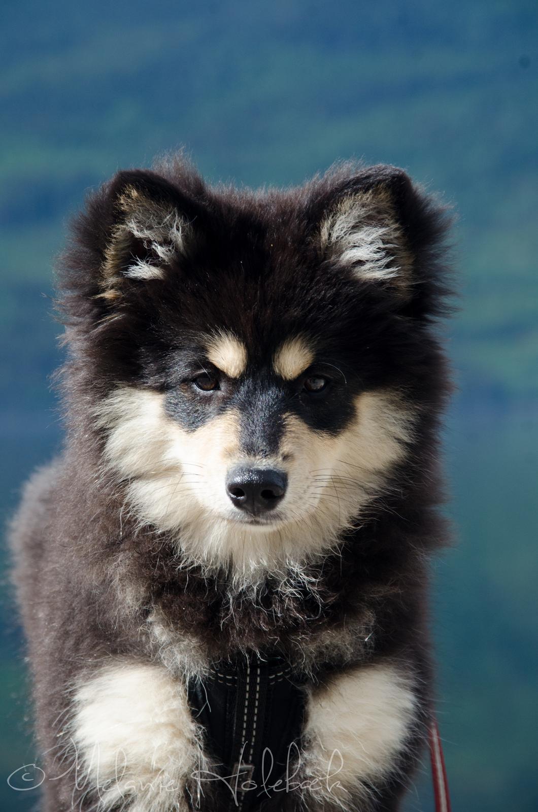 Finsk lapphund NJV17 Lapinkaunis Milady de Winter billede 10