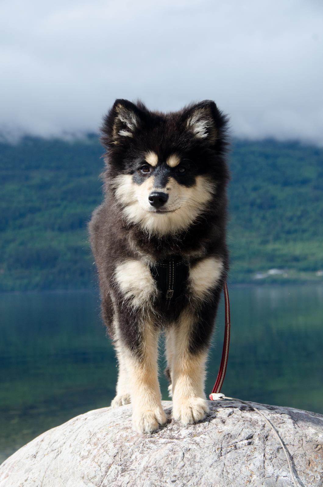 Finsk lapphund NJV17 Lapinkaunis Milady de Winter billede 9