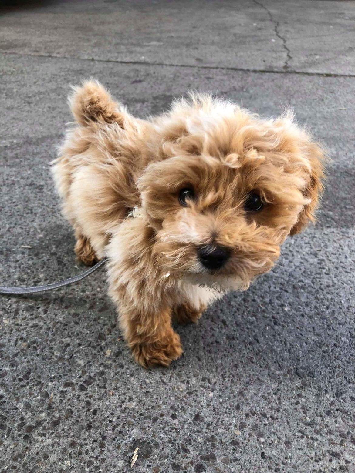 Blanding af racer Hugo billede 2