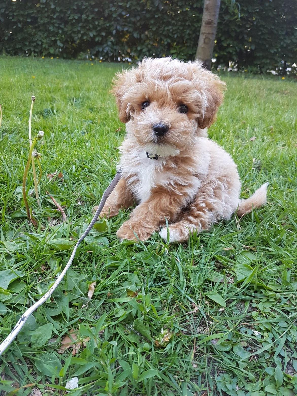 Blanding af racer Hugo billede 3