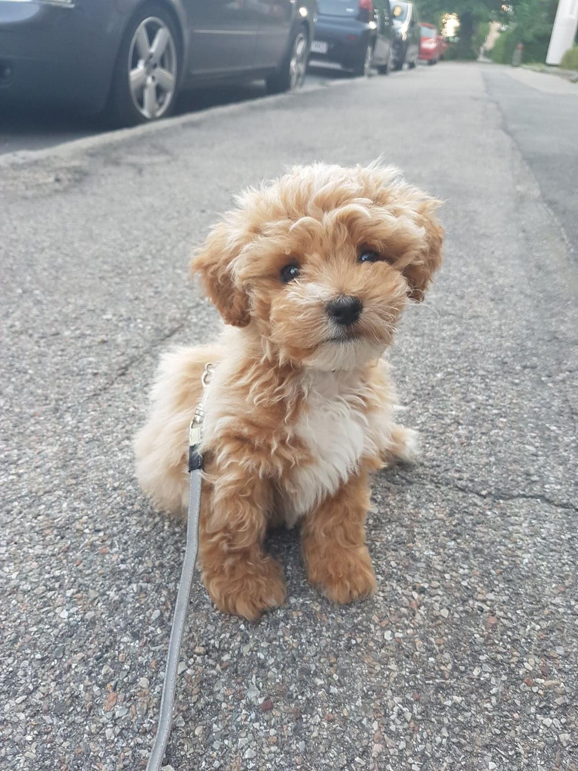 Blanding af racer Hugo billede 4