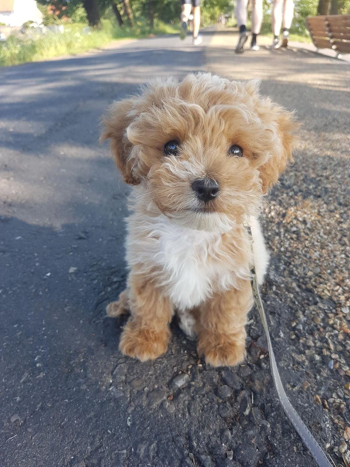 Blanding af racer Hugo billede 5