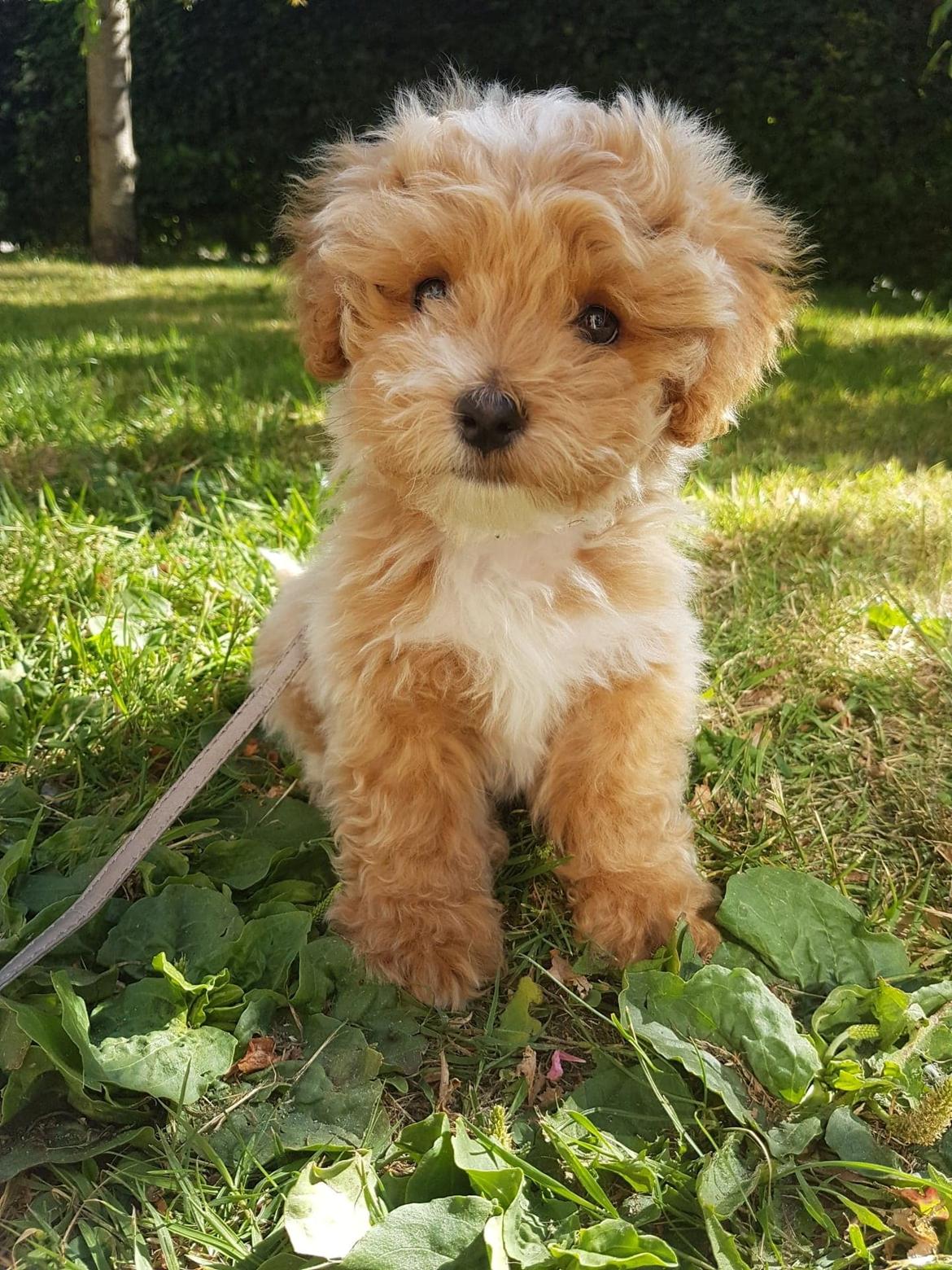 Blanding af racer Hugo billede 6