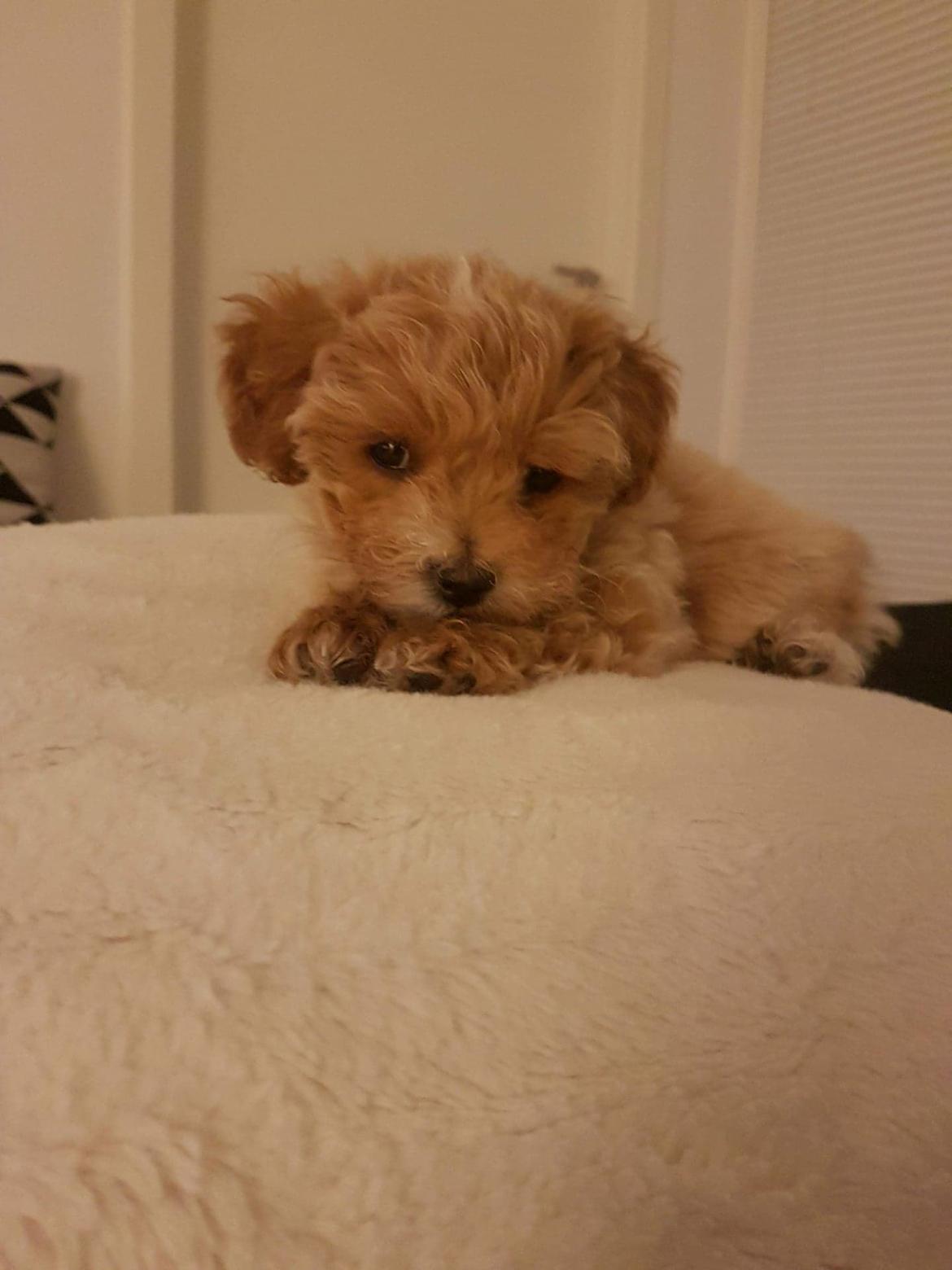 Blanding af racer Hugo billede 1