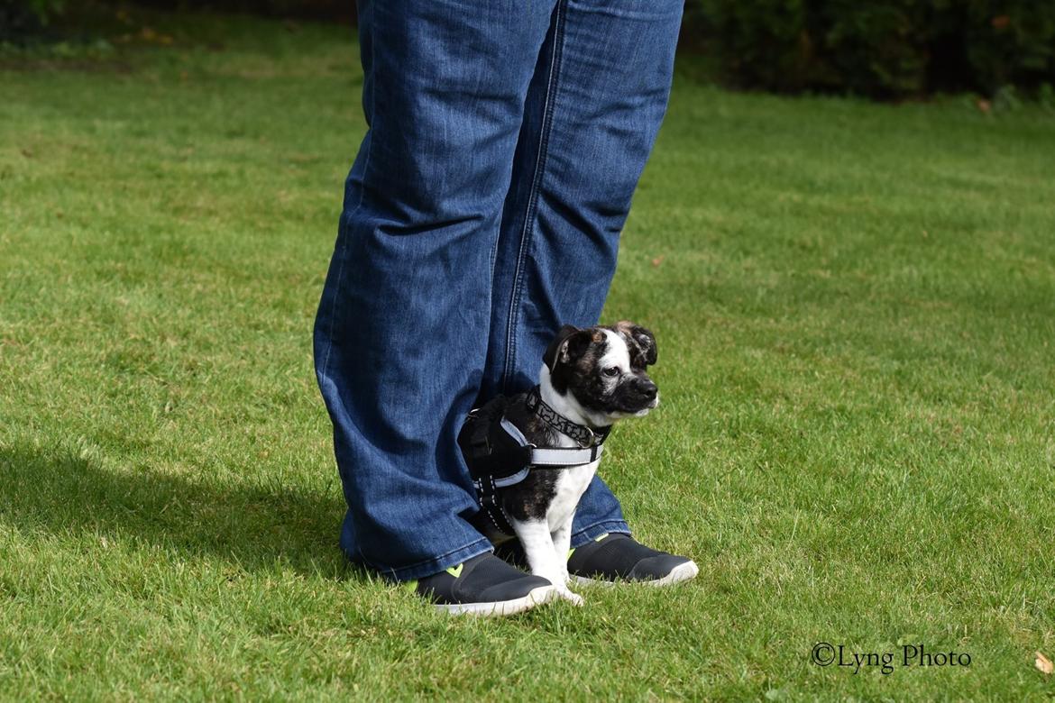 Blanding af racer Charlie billede 3