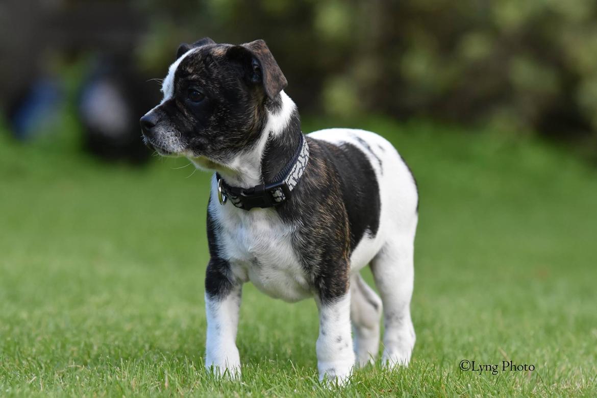 Blanding af racer Charlie billede 5