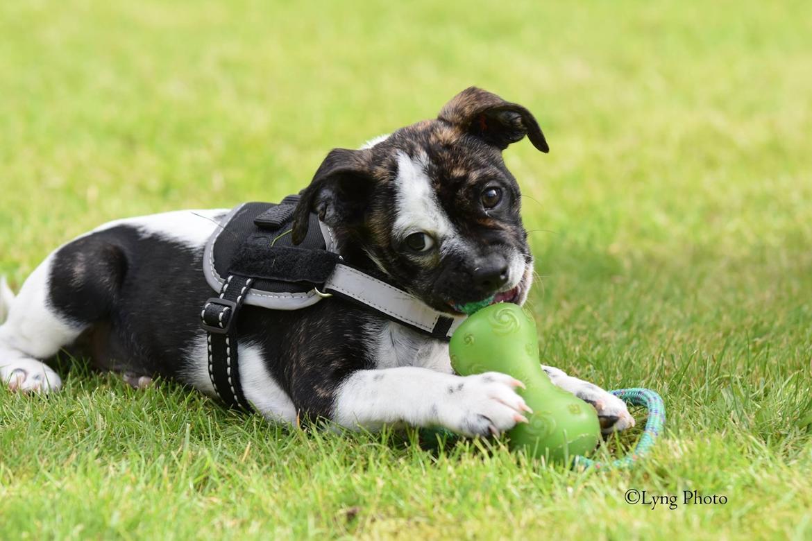 Blanding af racer Charlie billede 6