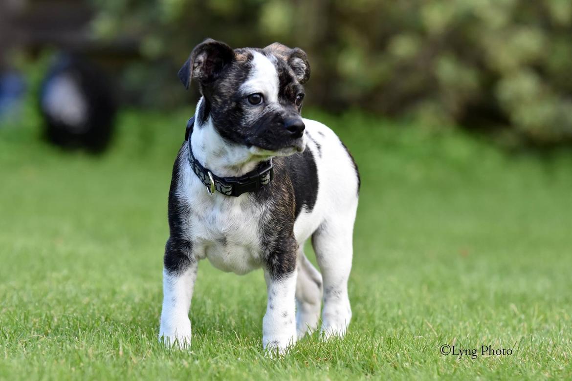 Blanding af racer Charlie billede 7