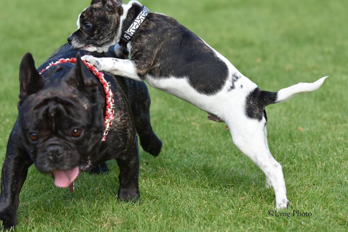 Blanding af racer Charlie billede 8