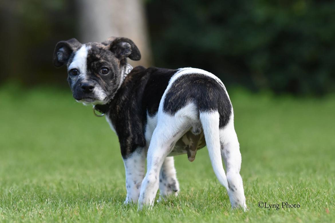 Blanding af racer Charlie billede 4