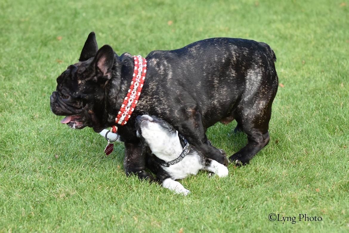 Blanding af racer Charlie billede 9