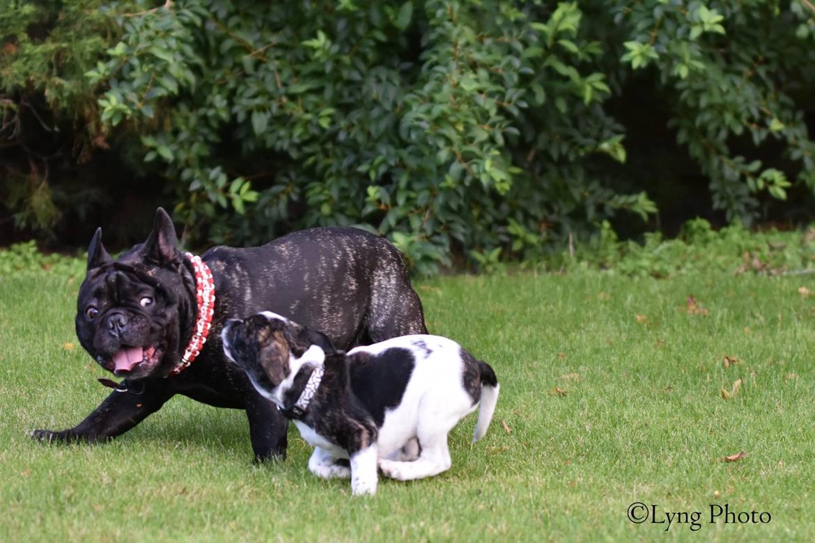 Blanding af racer Charlie billede 11