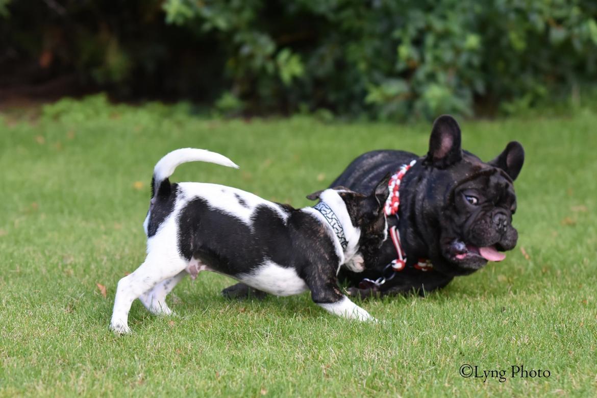 Blanding af racer Charlie billede 12